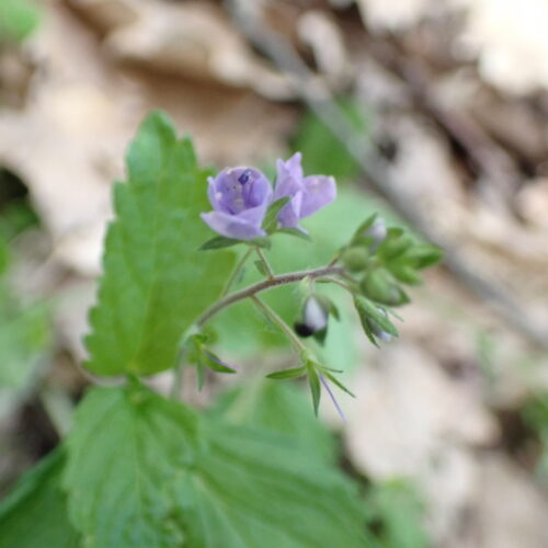 Veronica Sp4 Lame Facibelle 17 05 26