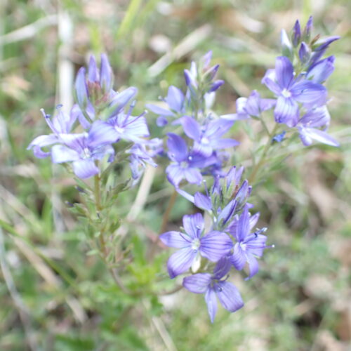 Veronica Sp Lame Facibelle 17 05 26