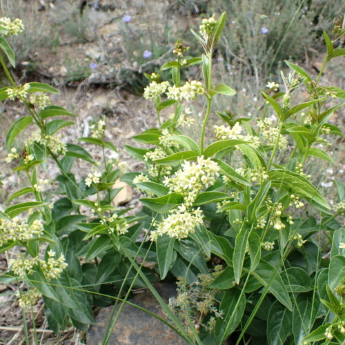 Vincetoxicum Hirundinaria1 Lame Facibelle 17 05 26