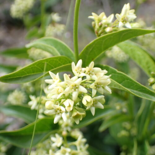 Vincetoxicum Hirundinaria2 Lame Facibelle 17 05 26