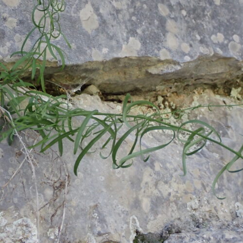Campanula Sp 2StGenis 15 06 26 71