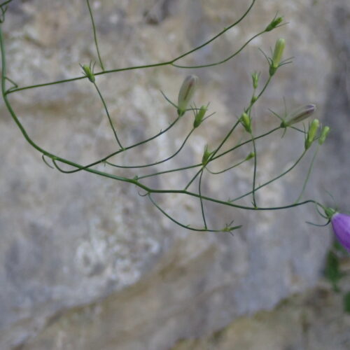 Campanula Sp StGenis 15 06 26 70