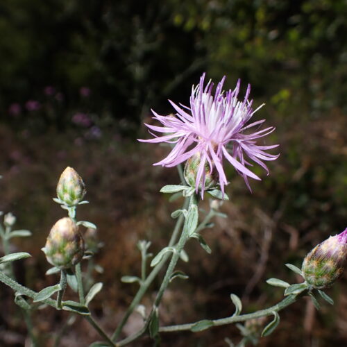 Centaurea Paniculata1 StGenis 15 06 26 26