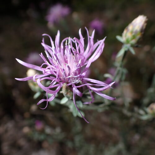 Centaurea Paniculata2 StGenis 15 06 26 27