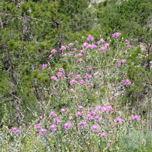 Centaurea Paniculata 3 StGenis 15 06 26 92