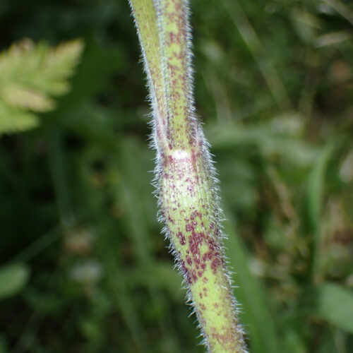 Chaerophylum Temulum1 StGenis 15 06 26 113