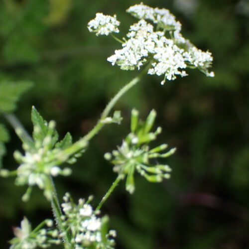 Chaerophylum Temulum2 StGenis 15 06 26 114