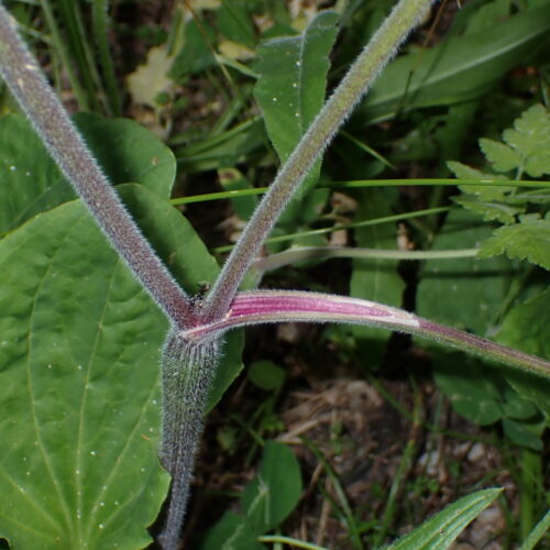 Chaerophylum Temulum3 StGenis 15 06 26 115