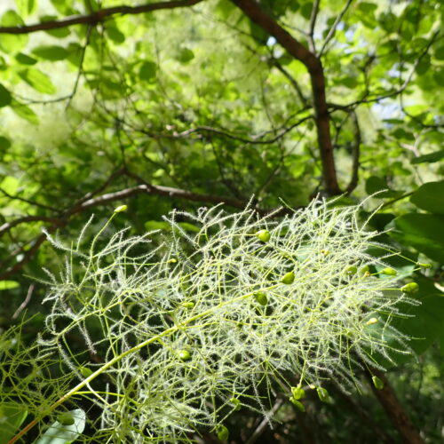 Cotinus Coggygria 1StGenis 15 06 26 49