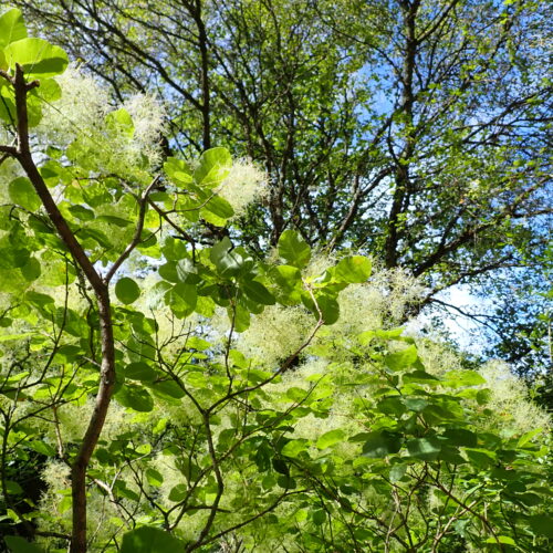 Cotinus Coggygria 2 StGenis 15 06 26 50