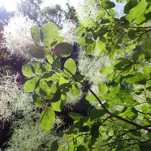 Cotinus Coggygria 3 StGenis 15 06 26 51