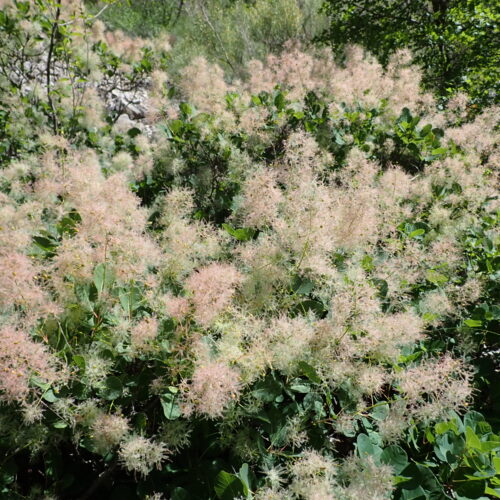 Cotinus Coggygria StGenis 15 06 26 34