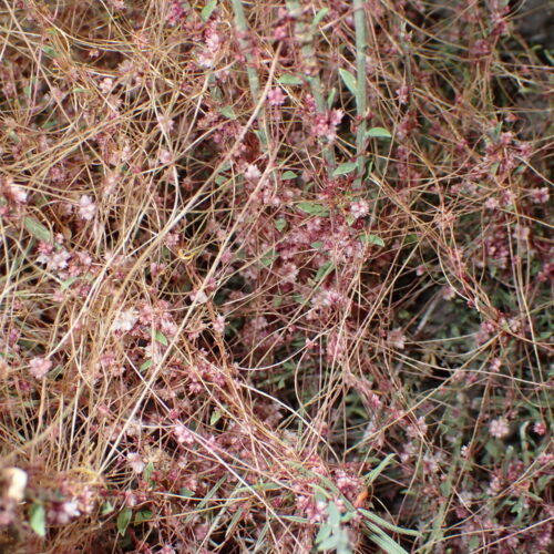 Cuscuta Epithymum StGenis 15 06 26 22