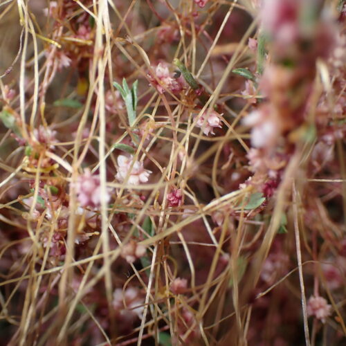 Cuscuta Epithymum Detail StGenis 15 06 26 23