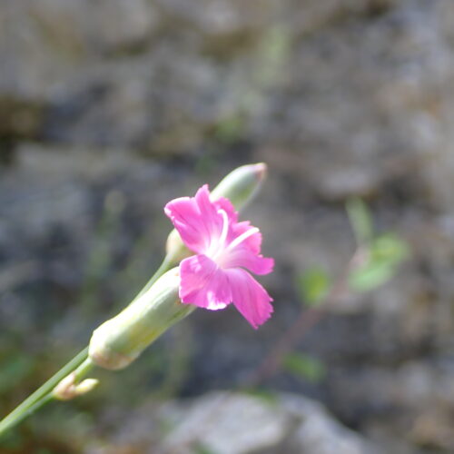 Dianthus Godrodianus2 StGenis 15 06 26 94