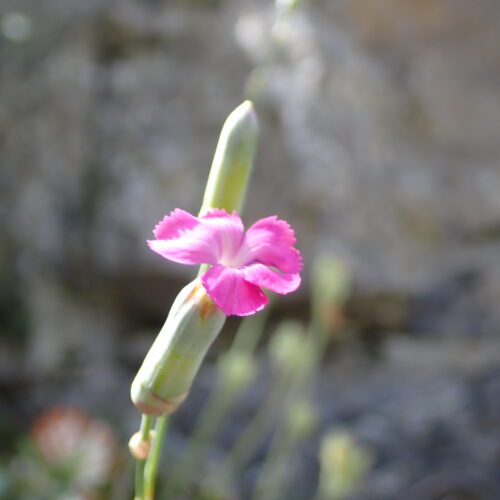 Dianthus Godrodianus3 StGenis 15 06 26 95