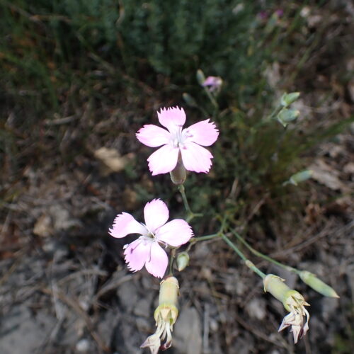 Dianthus Godrodianus Oeillet Virginal 2StGenis 15 06 26 33