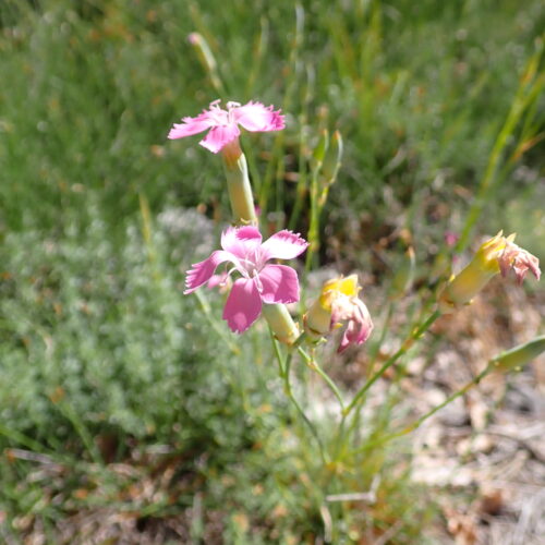 Dianthus Godrodianus Oeillet Virginal StGenis 15 06 26 32