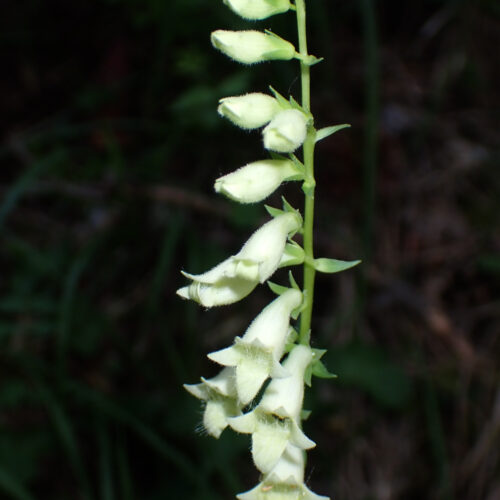 Digitalis Lutea StGenis 15 06 26 58