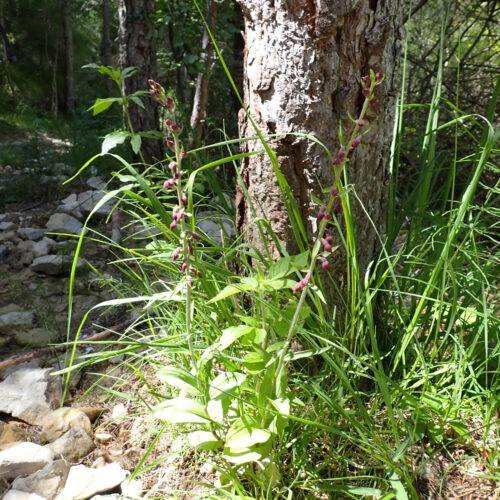 Epipactis Atrorubens StGenis 15 06 26 123