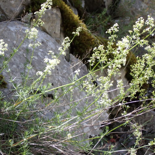 Galium Luciidum StGenis 15 06 26 97