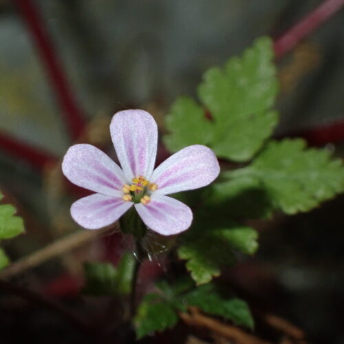 Geranium Robertianum 2 StGenis 15 06 26 74
