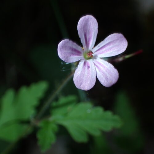Geranium Robertianum StGenis 15 06 26