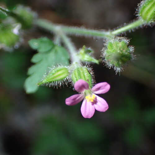 Geranium Sp StGenis 15 06 26 66