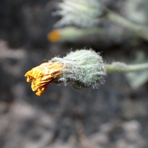 Hieraium Tomentosum1 StGenis 15 06 26 107