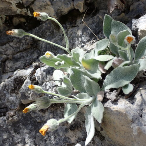Hieraium Tomentosum2 StGenis 15 06 26 108