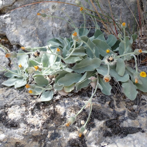 Hieraium Tomentosum3 StGenis 15 06 26 109
