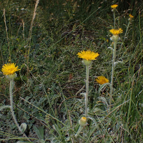 Inula Montana StGenis 15 06 26 21