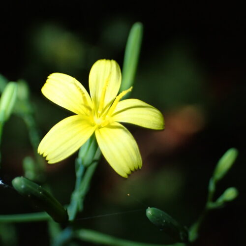 Lactuca Muralis StGenis 15 06 26 41