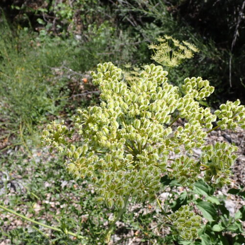 Laserpitium Gallicum Fruits StGenis 15 06 26 30