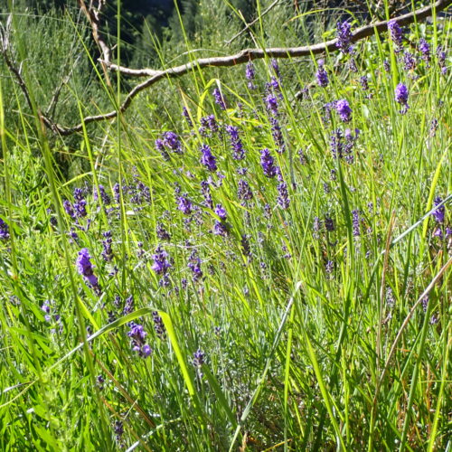 Lavandula Angustifolia1 StGenis 15 06 26 18