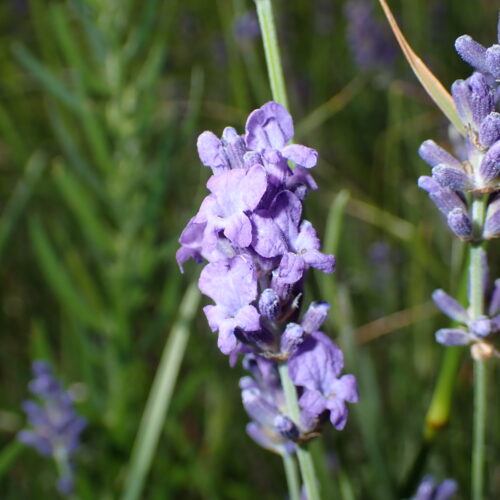 Lavendula Angustifolia StGenis 15 06 26