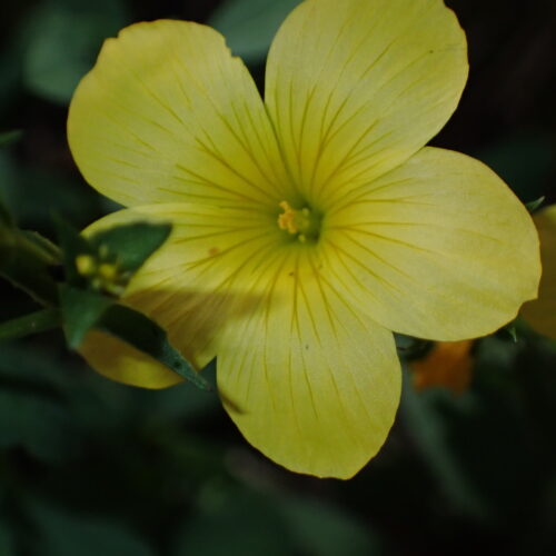 Linum Campanulatum1 StGenis 15 06 26 84