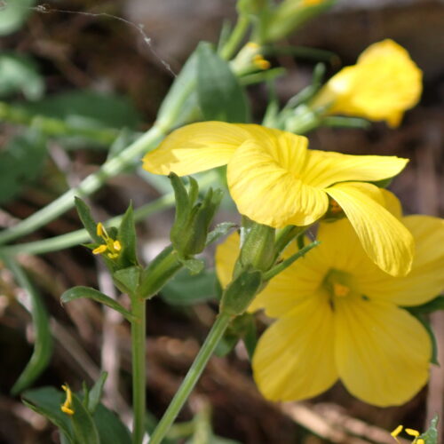 Linum Campanulatum2 StGenis 15 06 26 85