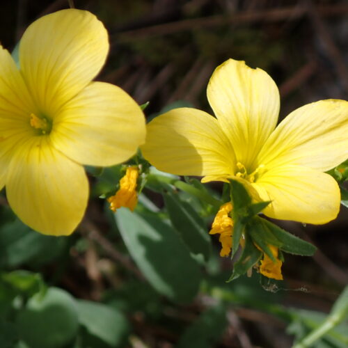 Linum Campanulatum3 StGenis 15 06 26 86