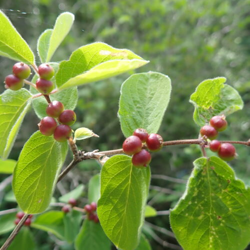 Lonicera Xylosteum StGenis 15 06 26 53