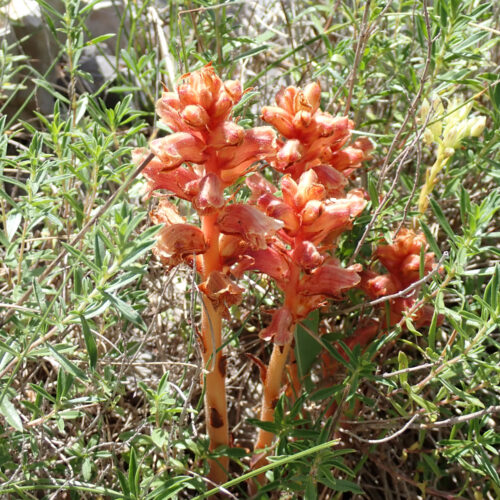 Orobanche Alba StGenis 15 06 26 99