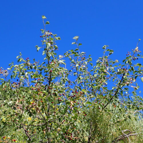 Prunus Mahaleb1 StGenis 15 06 26