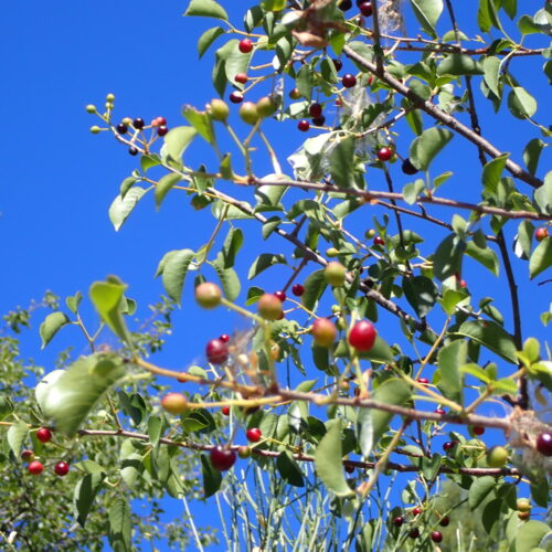 Prunus Mahaleb2 StGenis 15 06 26 8