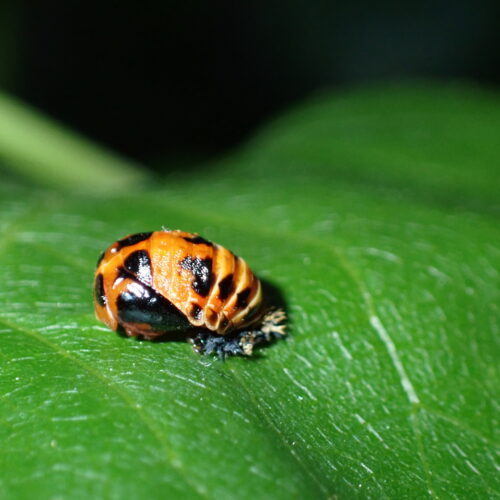 Pupe De Coccinelle StGenis 15 06 26 76