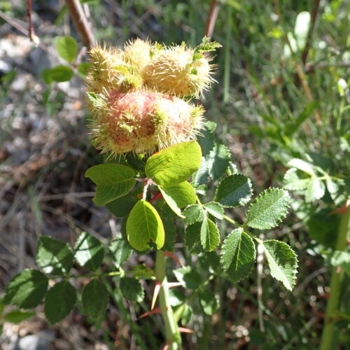 Rosa Sp Et Son Bedegar StGenis 15 06 26 29