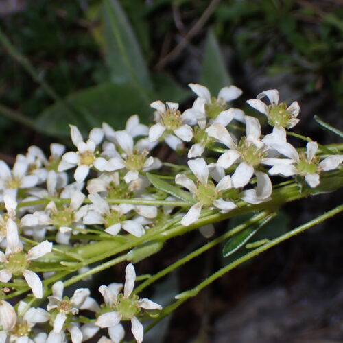 Saxifraga Callosa2 StGenis 15 06 26 89