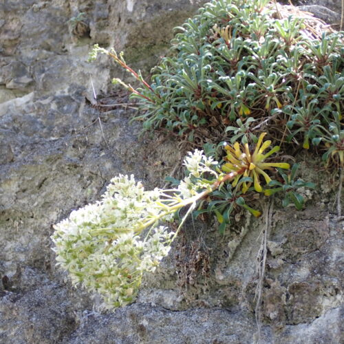 Saxifraga Callosa 1 StGenis 15 06 26 87