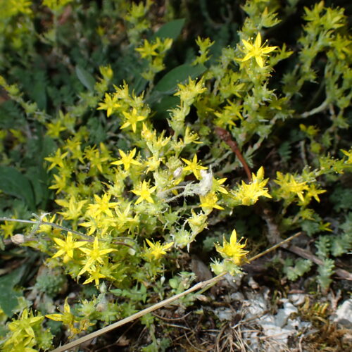 Sedum Acre StGenis 15 06 26 37