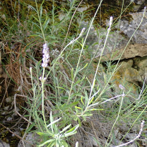 StGenis 15 06 26 59