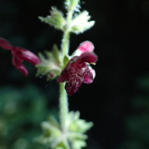 Stachys Sylvatica StGenis 15 06 26